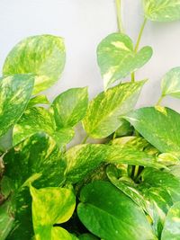 Close-up of fresh green leaves in plant