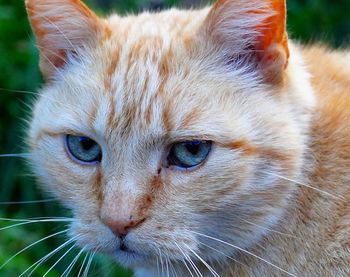 Close-up portrait of cat