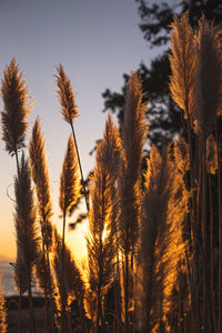 Low angle view of stalks in field against sky