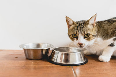 Close-up portrait of a cat on table