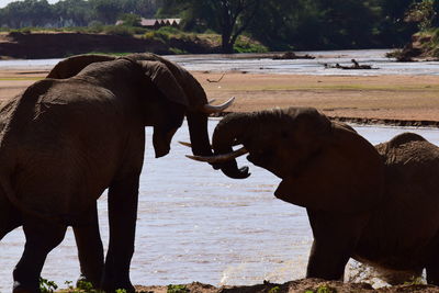 Side view of elephant in lake