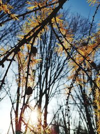 Low angle view of bare trees against sky