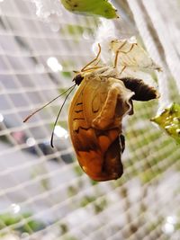 Close-up of butterfly on plant