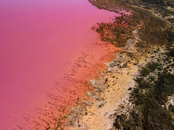 Vibrant colours of pink lake in western australia