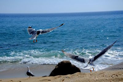 Seagulls flying over beach against sky