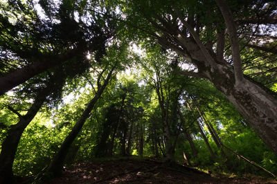 Low angle view of trees in forest