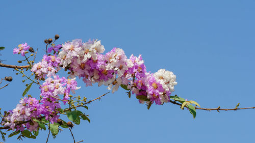 Low angle view of cherry blossom against blue sky