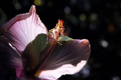 Close-up of hibiscus flower