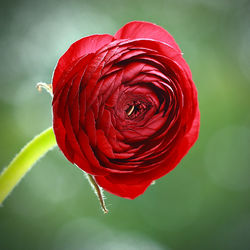 Close-up of red rose