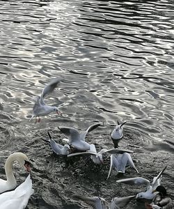 High angle view of swans swimming on lake