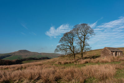 Bare tree on field against sky