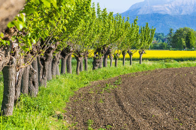 View of vineyard against trees