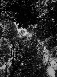 Low angle view of trees