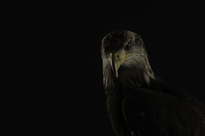 Close-up portrait of bird against black background