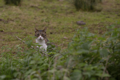 Portrait of a cat on field