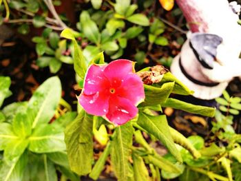 Close-up of pink flower