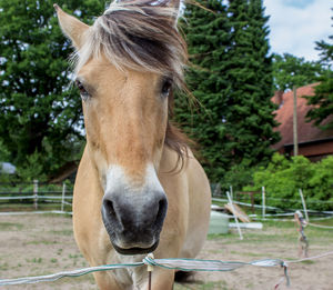 Close-up of horse against trees