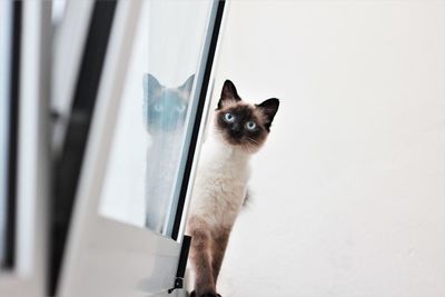 Portrait of cat looking through window