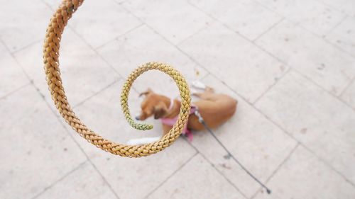 High angle view of spiral pattern hanging over dog