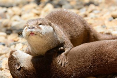 Close-up of otters