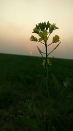 Close-up of plant on field against sky at sunset