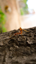 Close-up of insect on tree trunk