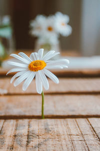 Close-up of white daisy on table