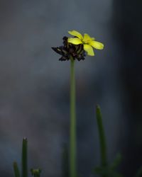 Close-up of yellow flower blooming outdoors