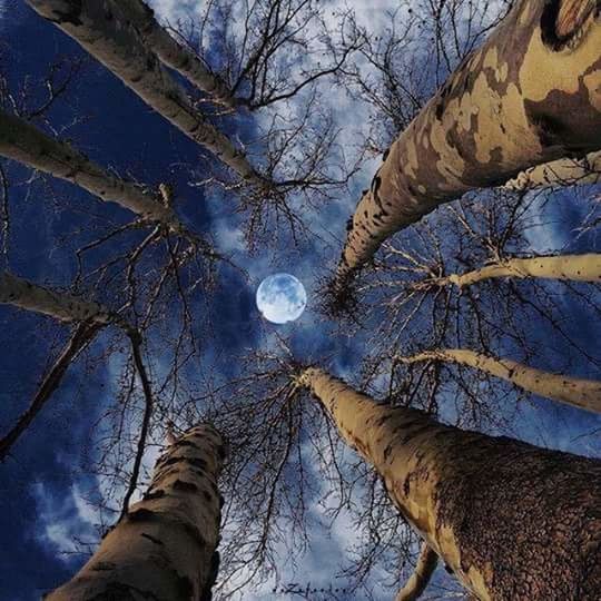 low angle view, bare tree, tree, branch, sky, nature, reflection, tranquility, cloud - sky, beauty in nature, outdoors, no people, scenics, directly below, day, water, tree trunk, cloud, growth, close-up