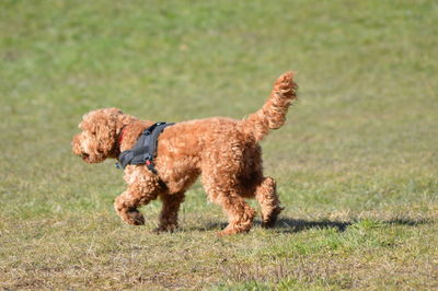 Herd of a dog running on field