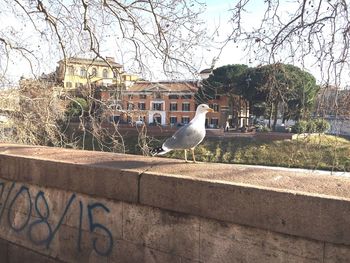 Bird perching on building