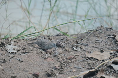 Close-up of birds in nest