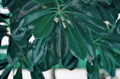 Close-up of fresh green leaves
