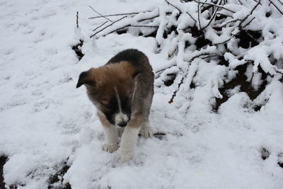 Dog on snow covered land