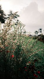Close-up of flowering plants on land