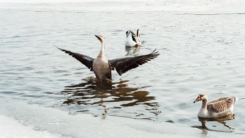 Birds flying over lake