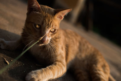 Close-up of a cat looking away