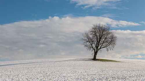 Bare tree on snow covered land against sky