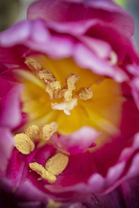 Close-up of pink flower