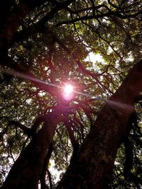 Low angle view of sunlight streaming through tree