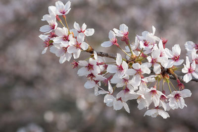 Close-up of pink cherry blossoms in spring