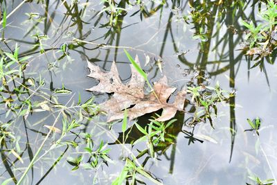 Close-up of leaves on tree