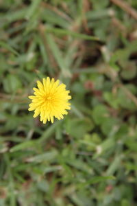 Close-up of yellow flowering plant on field