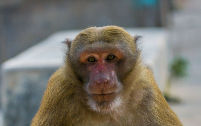 Close-up portrait of monkey