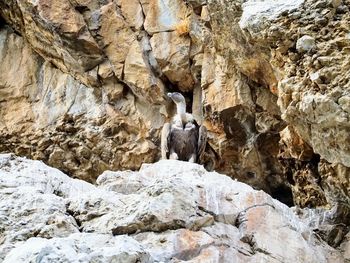 Low angle view of bird perching on rock