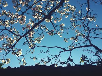 Low angle view of silhouette tree against blue sky