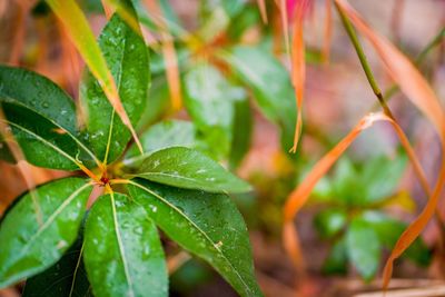 Close-up of wet plant leaves