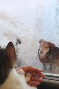 Close-up of hand holding dog