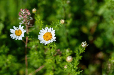 Close-up of white daisy flowers