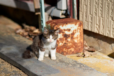 Portrait of cat sitting outdoors